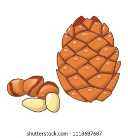 Cedar nut icon. Cartoon of cedar nut vector icon for web design isolated on white background