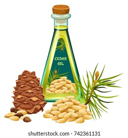 Cedar oil, seed and needles. Isolated vector illustration on white background.