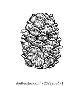 Cedar pine cone drawing in enagraving style. Hand drawn vector illustration isolated on white background.