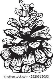 Cedar or pine cone. Hand drawn illustration.