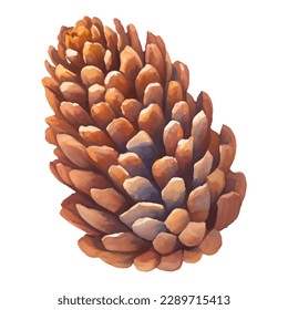 Cedar Pine Cone Isolated Hand Drawn Painting Illustration
