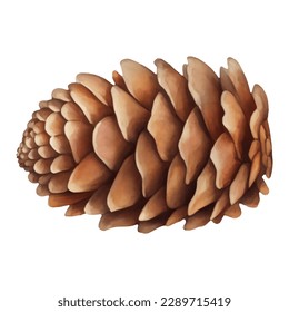 Cedar Pine Cone Isolated Hand Drawn Painting Illustration