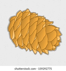 Cedar pine cone isolated on white background