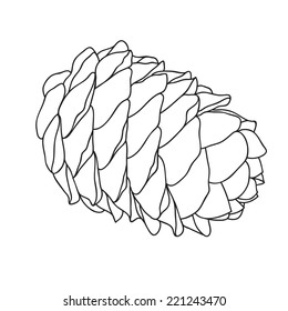Cedar pine cone isolated on white background. Black and white vector illustration.