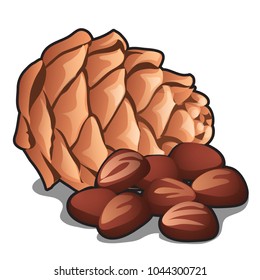 Cedar pine cone with nuts isolated on white background. Vector cartoon close-up illustration.