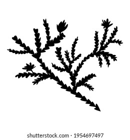 Cedar silhouette in abstract style isolated on white background. Nature vector outline illustration.  Simple background graphic. Design for logo, print, poster, card 