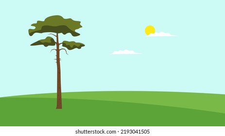 Cedar in spring in a field with green grass