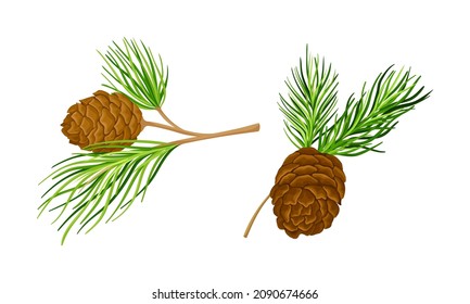 Cedar tree branches with cones set. Spruce needles vector illustration