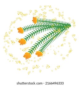 Cedar tree : Illustrations of allergenic plants for pollinators.