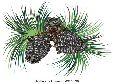 cedar tree, pine branch with cone
