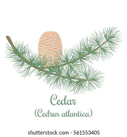 Cedar tree twig with a cone. Green Branch of Cedrus atlantica. Vector illustration for label, poster, spa, design, cosmetics, natural health care products. Can be used as logo, price tag, label.