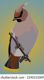 Cedar waxwing (a.k.a Bombycilla) vector illustration 2