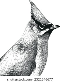 Cedar waxwing bird realistic vector illustration