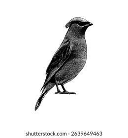 Cedar Waxwing hand drawing vector isolated on white background.
