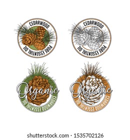 Cedarwood badge stamp label design set. Vector illustration of cedar cone with branch in engraving technique. Isolated on white background.