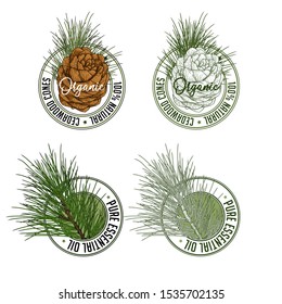 Cedarwood badge stamp label design set. Vector illustration of cedar cone with branch in engraving technique. Isolated on white background.