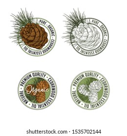 Cedarwood badge stamp label design set. Vector illustration of cedar cone with branch in engraving technique. Isolated on white background.