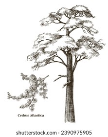 Cedrus atlantica tree und Ast-Vektor