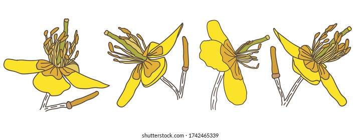 Celandine Flower Set Isolated Vector Illustration