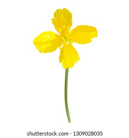 Celandine flowers isolated on white background