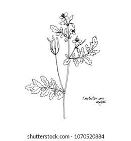 celandine, ink drawing medicinal plant, monochrome botanical illustration in vintage style, isolated floral element, hand drawn illustration