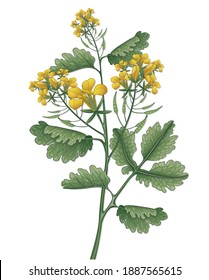 Celandine medical vector illustrations. Pharmaceutical, botanical Chelidonium majus plant hand drawn. Vector retro celandine flower. 