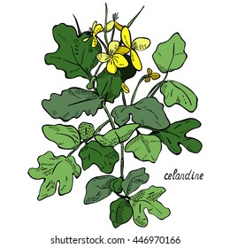 Celandine plant, color