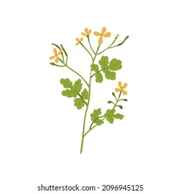 Flor de celandinas. Planta floral silvestre con flores y hojas. Chelidonio, inflorescencia de hierbas. Flor silvestre medicinal vegetal. Ilustración moderna del vector plano botánico aislada sobre fondo blanco