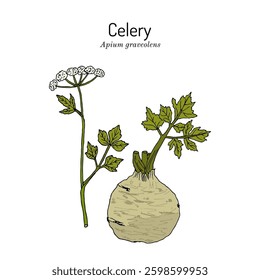 Celery (Apium graveolens), edible and medicinal plant. Hand drawn botanical vector illustration