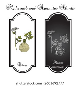 Celery (Apium graveolens), edible and medicinal plant. Hand drawn botanical vector illustration