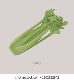 Celery, Apium graveolens useful vegetable with green leaves. Fresh, juicy whole vegetable on a gray background.