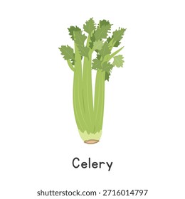 Celery (Apium graveolens) Vector Illustration. Celery or Apium graveolens Cartoon Clipart, Vegetable in Flat Style. Stem and Shoot, Vegetable Concept. Common Vegetable Vector Design