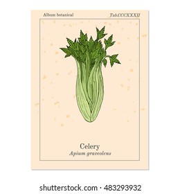 Celery (Apium graveolens), vegetable plant. Hand drawn botanical vector illustration