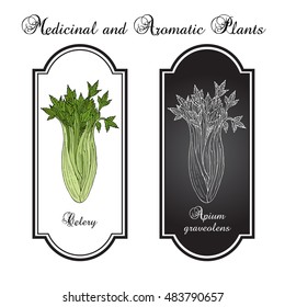 Celery (Apium graveolens), vegetable plant. Hand drawn botanical vector illustration
