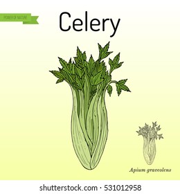 Celery (Apium graveolens), vegetable plant. Hand drawn botanical vector illustration