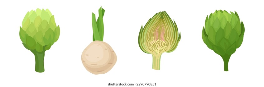 Celery and Artichoke as Cultivated Vegetable for Vegetarian Nutrition Vector Set