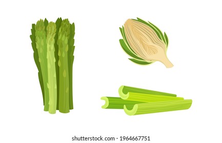 Celery, Asparagus and Globe Artichoke as Cultivated Vegetable for Vegetarian Nutrition Vector Set