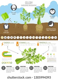 Celery beneficial features graphic template. Gardening, farming infographic, how it grows. Flat style design. Vector illustration