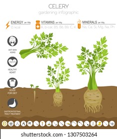 Celery beneficial features graphic template. Gardening, farming infographic, how it grows. Flat style design. Vector illustration