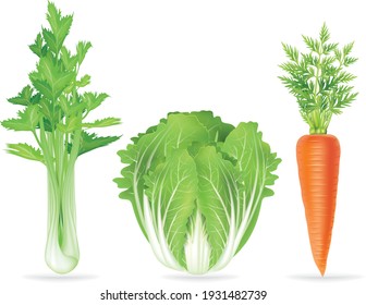 Celery ,carrot on White Background.Realistic raw celery leaves. Ripe vegetable full of nutritions and vitamins, juicy fresh cooking ingredient. Vector