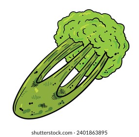 Celery cartoon hand drawn illustration. Green vegetable. Healthy nutrition. Ingredients for salad isolated on white.