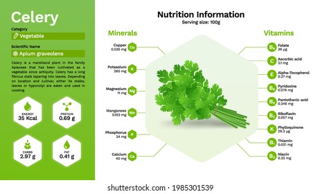 Celery (coriander) vegetable and its nutritional properties -Vector illustration