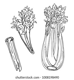 Celery Drawn By A Line On A White Background. A Sketch Of Food. Vector Drawing Of Spices