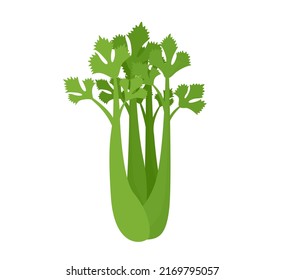 Celery. Fresh and healthy food. Vector illustration of cartoon organic vegetable.