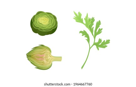 Celery and Globe Artichoke as Cultivated Vegetable for Vegetarian Nutrition Vector Set