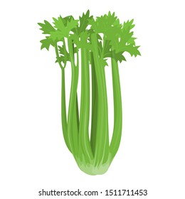 Celery green food. Organic plant, ingredient for cooking. Vegetarian fresh nutrition. Isolated vector illustration in cartoon style