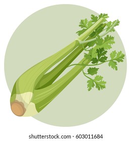 Celery green and fresh isolated in circle on white. Vector colorful illustration in flat design of fruit that has a long fibrous stalk tapering into leaves. Healthy eating template with organic food