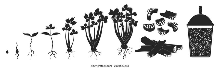 Celery growth vector black icon. Isolated black set icon stages growing celeriac.Vector illustration Celery growth on white background .