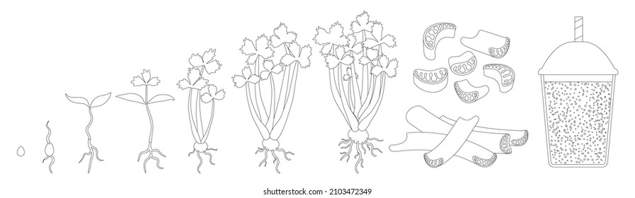 Celery growth vector outline icon. Isolated outline set icon stages growing celeriac.Vector illustration celery growth on white background .