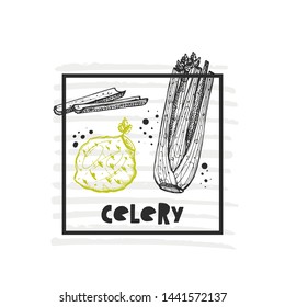 Celery . Hand drawn realistic vector illustration. Organic vegetable. Eco food. Farm market product. Isolated white background. Can be used for shop, menu, card, poster, label